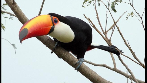 Immagine: I tucani ambientalisti attaccano le auto | Video