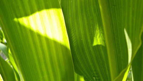 Immagine: European Bioplastics conferma: fino al 10% le bioplastiche non danneggiano la raccolta della plastica