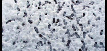 Centro Ambientale di Imperia: pedibus tutti i giorni fino al 30 maggio, anche se piove