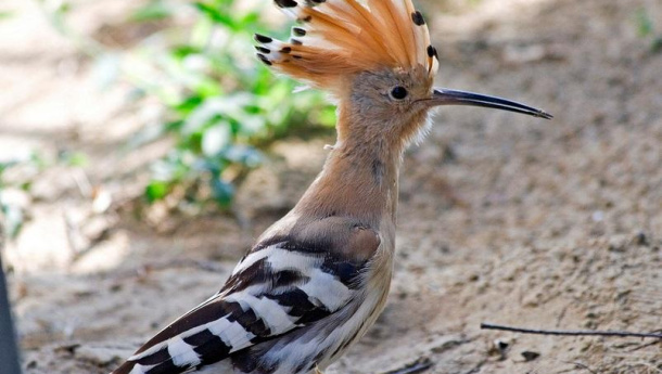 Immagine: Smog, dalle polveri ultrafini ci si può difendere? Lo studio UPUPA di Piacenza (LEAP)