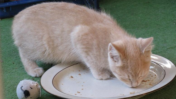Immagine: 5 febbraio: Giornata nazionale contro lo spreco alimentare