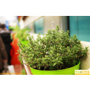 Immagine: Smog, Roma rischia +35% di tumori ai polmoni