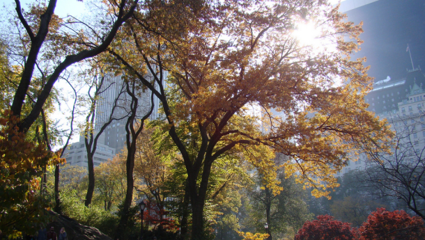 Immagine: New York, Central Park resterà in ombra a causa dei nuovi grattacieli?