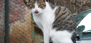 Animali in città, Legambiente: nel Lazio ancora poco per gli amici a quattro zampe