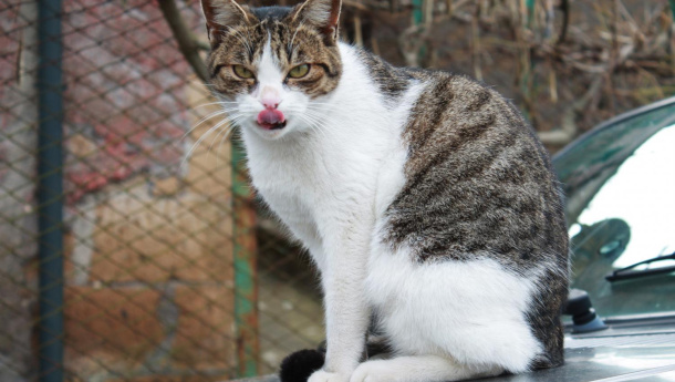 Immagine: Animali in città, Legambiente: nel Lazio ancora poco per gli amici a quattro zampe