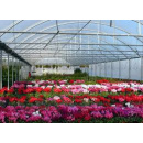 Immagine: Meno piante e fiori con la crisi, resistono solo le piantine per gli orti urbani