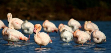 Puglia (Infea): quando i fenicotteri rosa sorvolano l’Ilva di Taranto