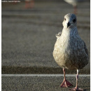 Immagine: Strisce blu: le città italiane incassano sempre meno