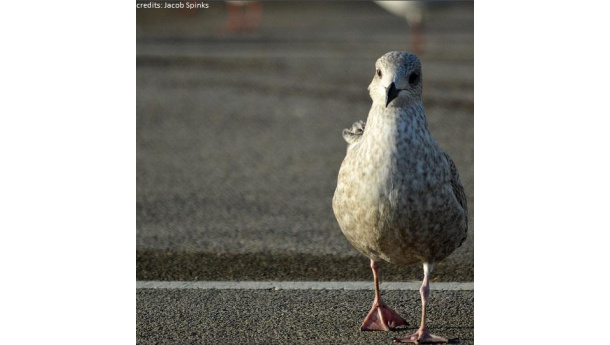Immagine: Strisce blu: le città italiane incassano sempre meno