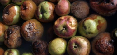 Fao, necessaria azione mondiale contro spreco di cibo per povertà e salvaguardia dell'ambiente