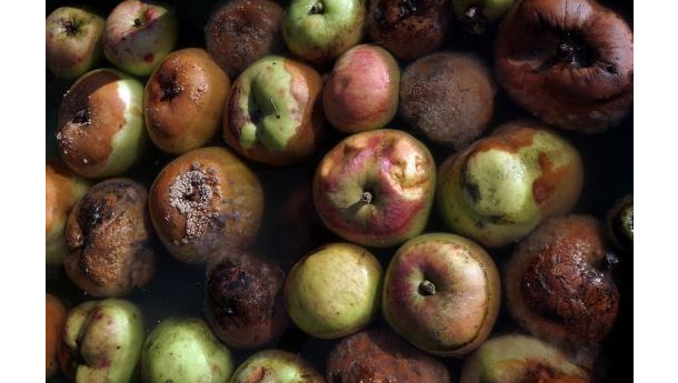 Immagine: Fao, necessaria azione mondiale contro spreco di cibo per povertà e salvaguardia dell'ambiente