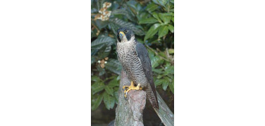 Il Falco Pellegrino va in città