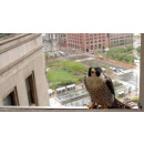 Immagine: Il Falco Pellegrino va in città