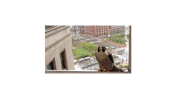 Immagine: Il Falco Pellegrino va in città
