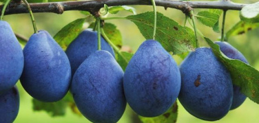 Frutta Urbana, parte da Roma il progetto di raccolta e distribuzione della frutta cittadina