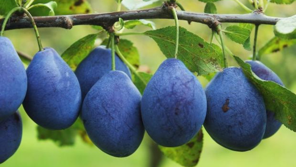 Immagine: Frutta Urbana, parte da Roma il progetto di raccolta e distribuzione della frutta cittadina