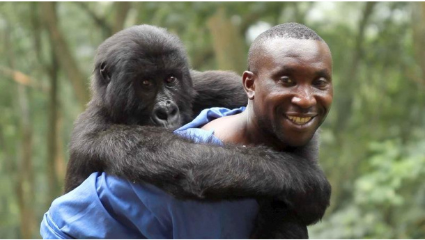 Immagine: Le recensioni di Cinemambiente: Virunga