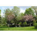 Immagine: Parcheggio nei Giardini Reali, il Comitato Quartiere Vanchiglia organizza un'assemblea