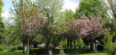 Parcheggio nei Giardini Reali, il Comitato Quartiere Vanchiglia organizza un'assemblea