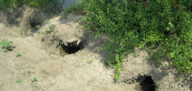 Coldiretti Lombardia: ecco i danni delle nutrie