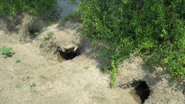 Immagine: Coldiretti Lombardia: ecco i danni delle nutrie