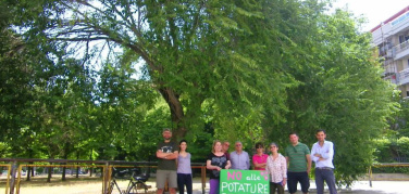 Foggia, comitato contro le potature selvagge: presidio presso l'Olmo di via Manerba