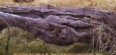 Bari, un tronco d'ulivo può diventare una panchina. L'appuntamento è per sabato 28 giugno