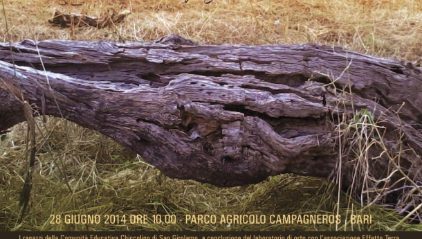 Immagine: Bari, un tronco d'ulivo può diventare una panchina. L'appuntamento è per sabato 28 giugno
