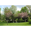 Immagine: Cavallerizza Reale, il comune 