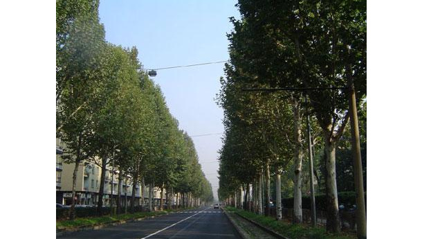 Immagine: Torino, approvata la delibera per definire le linee guida del Progetto Smart Tree