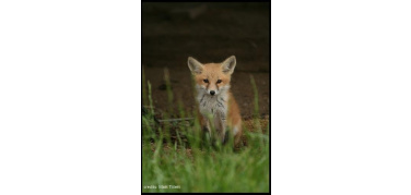 Volpi diventate urban: 10.000 solamente a Londra