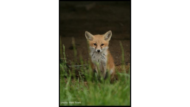 Immagine: Volpi diventate urban: 10.000 solamente a Londra