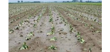 E per le piogge continue anche le api non volano. La stima Coldiretti dei danni da maltempo