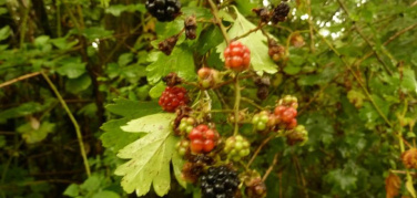 Frutta urbana. Anteprima di raccolta (bagnata) con le more di Boscoincittà/VIDEO e FOTO