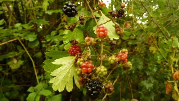 Immagine: Frutta urbana. Anteprima di raccolta (bagnata) con le more di Boscoincittà/VIDEO e FOTO