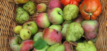 Vogliamo la frutta brutta scontata! L'appello su change.org