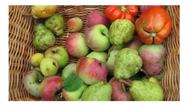 Immagine: Vogliamo la frutta brutta scontata! L'appello su change.org