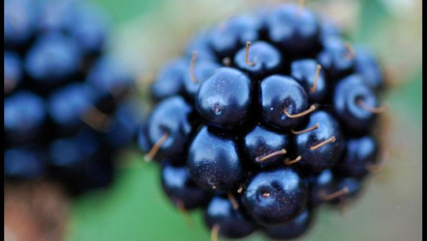 Immagine: Frutta urbana troppo inquinata? Veramente no | Studi e interviste