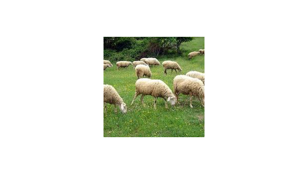 Immagine: Nichelino, la manutenzione delle aree verdi verrà affidata a capre, pecore e mucche
