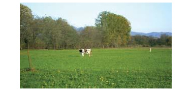 Il pascolo in via Servais non sarà sfrattato  in vista dell’Expo 2015