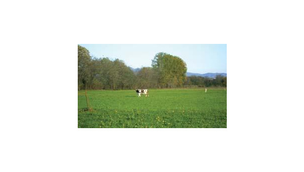 Immagine: Il pascolo in via Servais non sarà sfrattato  in vista dell’Expo 2015