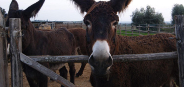 A Taranto vecchia impiegate due asine di Martina per la raccolta differenziata