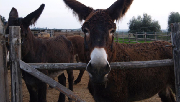 Immagine: A Taranto vecchia impiegate due asine di Martina per la raccolta differenziata