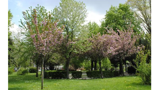 Immagine: Torino,  presentata la petizione popolare contro il parcheggio interrato ai Giardini Reali
