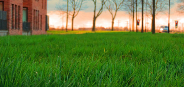 Sfalci e potature, cos'è cambiato nel 2014 a Torino