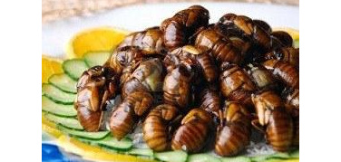 Menù a base d'insetti commestibili. La prima serata Crunch (