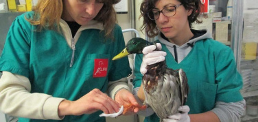 Maccarese: nuovo tentativo di furto Cherosene