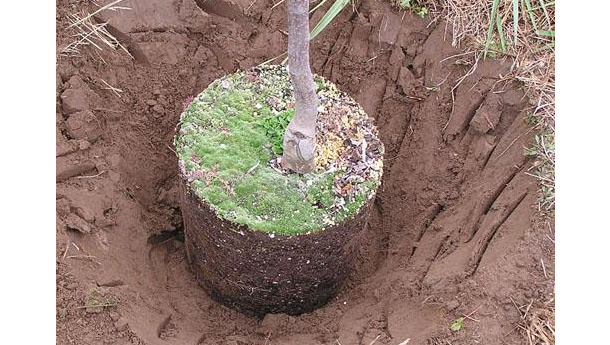 Immagine: Bari, giornata nazionale degli alberi. Piantati 5 alberi in 5 scuole materne