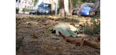 Roma, arriva il progetto 