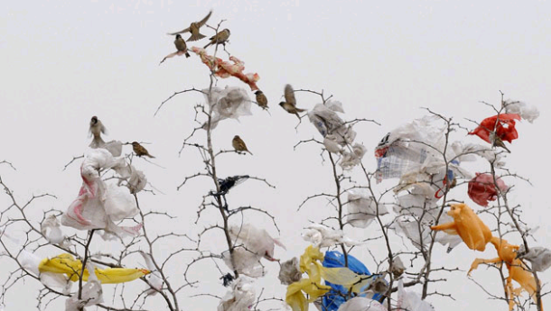 Immagine: Sacchetti, i commenti dopo la ratifica della direttiva anti consumo